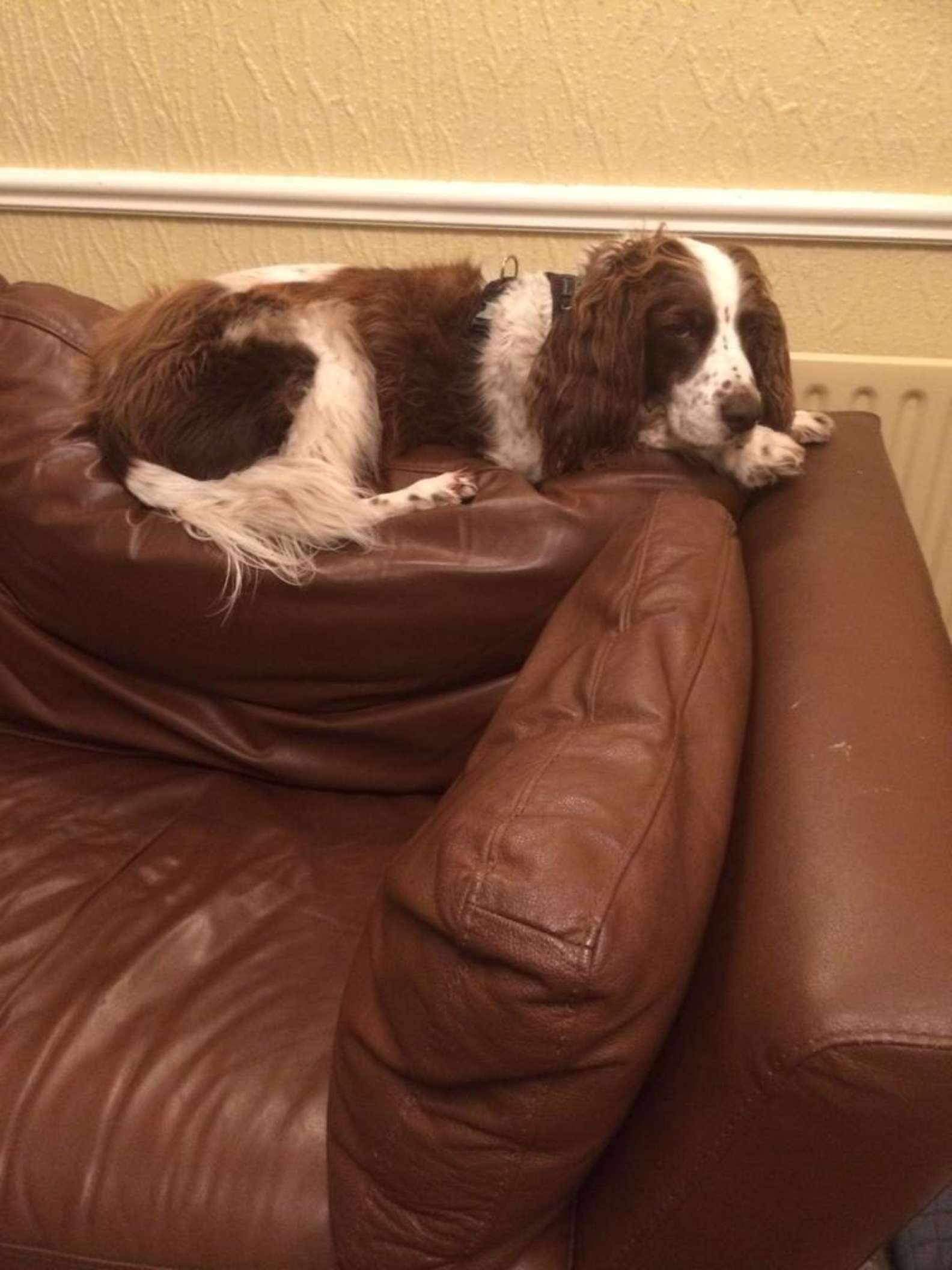 Mon Chien Monte Sur Le Canapé La Nuit Chaque nuit, cette famille se relaie pour dormir avec leur chien